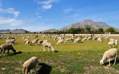 De ruta quesera por el corazón de Castilla La Mancha