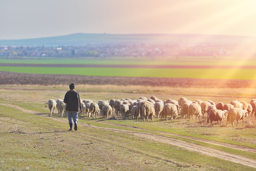 El cuidado del pastor es esencial para el bienestar de nuestros animales en las granjas García Baquero