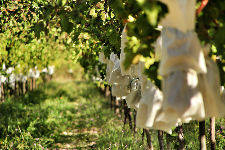 Buenos pueblos con tradiciones navideñas. Las uvas del Vinalopó, las uvas de Nochevieja nacen en el pueblo de Agost, Alicante